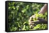 Hands of a Tea Picker Picking Tea in the Sri Lanka Central Highlands, Tea Country, Sri Lanka, Asia-Matthew Williams-Ellis-Framed Stretched Canvas