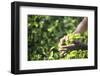 Hands of a Tea Picker Picking Tea in the Sri Lanka Central Highlands, Tea Country, Sri Lanka, Asia-Matthew Williams-Ellis-Framed Photographic Print