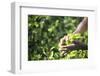 Hands of a Tea Picker Picking Tea in the Sri Lanka Central Highlands, Tea Country, Sri Lanka, Asia-Matthew Williams-Ellis-Framed Photographic Print