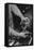 Hands of Lathe Worker-Ansel Adams-Framed Stretched Canvas