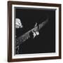 Hands of Maybelle Carter Millard of the Legendary Carter Family Musicians, Fingering a Guitar-Eric Schaal-Framed Premium Photographic Print