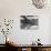 Hands of Sculptor Barbara Hepworth, in Her Studio-Paul Schutzer-Premium Photographic Print displayed on a wall