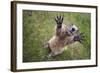 Handsalpine Marmot (Marmota Marmota) Reching Upwards, Hohe Tauern National Park, Austria, July-Edwin Giesbers-Framed Photographic Print