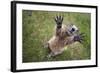 Handsalpine Marmot (Marmota Marmota) Reching Upwards, Hohe Tauern National Park, Austria, July-Edwin Giesbers-Framed Photographic Print