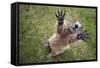 Handsalpine Marmot (Marmota Marmota) Reching Upwards, Hohe Tauern National Park, Austria, July-Edwin Giesbers-Framed Stretched Canvas