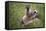 Handsalpine Marmot (Marmota Marmota) Reching Upwards, Hohe Tauern National Park, Austria, July-Edwin Giesbers-Framed Stretched Canvas