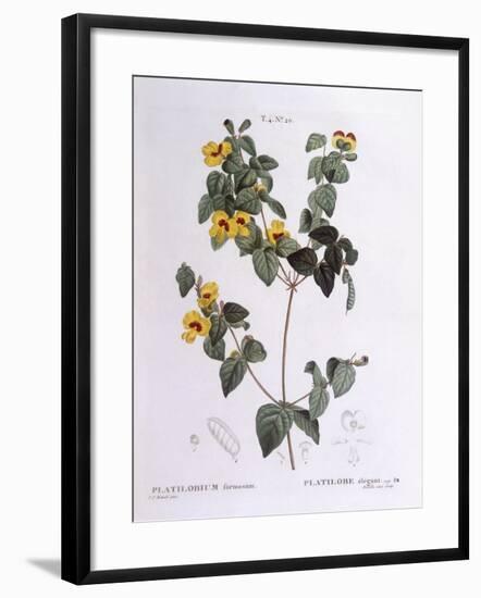 Handsome Flat-Pea (Platylobium Formosum)-null-Framed Giclee Print