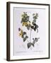 Handsome Flat-Pea (Platylobium Formosum)-null-Framed Giclee Print