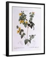 Handsome Flat-Pea (Platylobium Formosum)-null-Framed Giclee Print