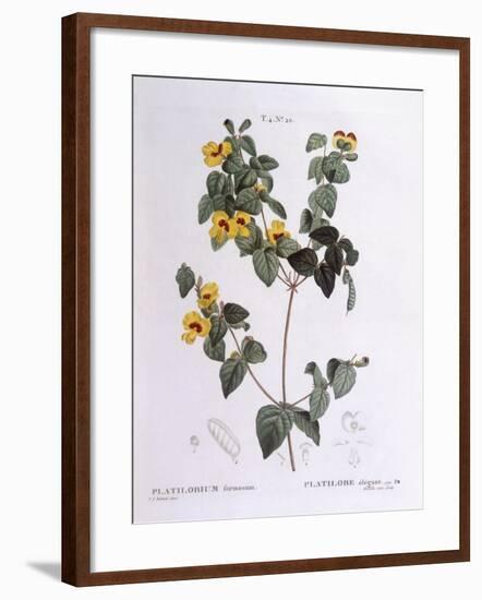 Handsome Flat-Pea (Platylobium Formosum)-null-Framed Giclee Print