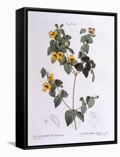 Handsome Flat-Pea (Platylobium Formosum)-null-Framed Stretched Canvas