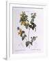 Handsome Flat-Pea (Platylobium Formosum)-null-Framed Giclee Print