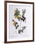 Handsome Flat-Pea (Platylobium Formosum)-null-Framed Giclee Print