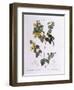 Handsome Flat-Pea (Platylobium Formosum)-null-Framed Giclee Print