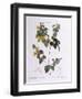 Handsome Flat-Pea (Platylobium Formosum)-null-Framed Giclee Print