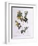 Handsome Flat-Pea (Platylobium Formosum)-null-Framed Giclee Print