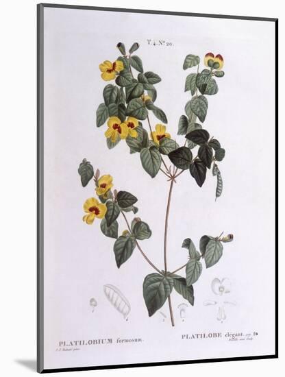 Handsome Flat-Pea (Platylobium Formosum)-null-Mounted Giclee Print