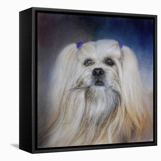 Handsome Lhasa Apso-Jai Johnson-Framed Stretched Canvas