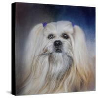 Handsome Lhasa Apso-Jai Johnson-Stretched Canvas