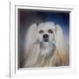 Handsome Lhasa Apso-Jai Johnson-Framed Giclee Print