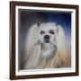 Handsome Lhasa Apso-Jai Johnson-Framed Giclee Print