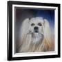 Handsome Lhasa Apso-Jai Johnson-Framed Giclee Print