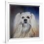 Handsome Lhasa Apso-Jai Johnson-Framed Giclee Print