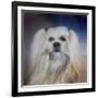 Handsome Lhasa Apso-Jai Johnson-Framed Giclee Print