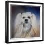 Handsome Lhasa Apso-Jai Johnson-Framed Giclee Print