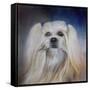 Handsome Lhasa Apso-Jai Johnson-Framed Stretched Canvas