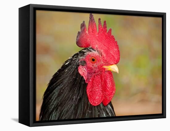 Handsome Spotted Japanese Bantam Rooster-Sari ONeal-Framed Stretched Canvas