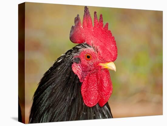 Handsome Spotted Japanese Bantam Rooster-Sari ONeal-Stretched Canvas