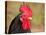 Handsome Spotted Japanese Bantam Rooster-Sari ONeal-Stretched Canvas