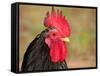 Handsome Spotted Japanese Bantam Rooster-Sari ONeal-Framed Stretched Canvas