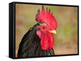 Handsome Spotted Japanese Bantam Rooster-Sari ONeal-Framed Stretched Canvas