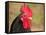 Handsome Spotted Japanese Bantam Rooster-Sari ONeal-Framed Stretched Canvas