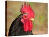 Handsome Spotted Japanese Bantam Rooster-Sari ONeal-Stretched Canvas