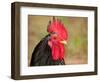 Handsome Spotted Japanese Bantam Rooster-Sari ONeal-Framed Photographic Print