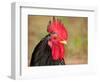 Handsome Spotted Japanese Bantam Rooster-Sari ONeal-Framed Photographic Print