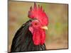 Handsome Spotted Japanese Bantam Rooster-Sari ONeal-Mounted Photographic Print