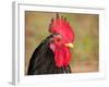 Handsome Spotted Japanese Bantam Rooster-Sari ONeal-Framed Photographic Print