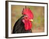 Handsome Spotted Japanese Bantam Rooster-Sari ONeal-Framed Photographic Print