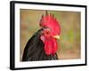 Handsome Spotted Japanese Bantam Rooster-Sari ONeal-Framed Photographic Print