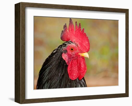 Handsome Spotted Japanese Bantam Rooster-Sari ONeal-Framed Photographic Print