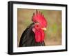 Handsome Spotted Japanese Bantam Rooster-Sari ONeal-Framed Photographic Print