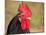 Handsome Spotted Japanese Bantam Rooster-Sari ONeal-Mounted Photographic Print