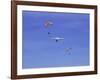 Hang Glider 9-Toula Mavridou-Messer-Framed Photographic Print