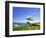 Hang Glider, Otago Peninsula, South Island, New Zealand-David Wall-Framed Photographic Print