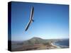 Hang Gliding on Coastline, New Zealand-David Wall-Stretched Canvas