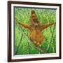 Hang on in There-Pat Scott-Framed Giclee Print